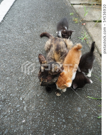 Stray cat family Stray cat family 54536910