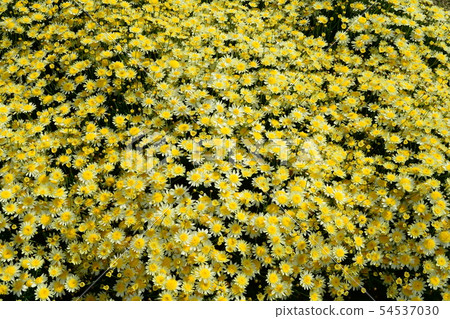 Margaret flower back wallpaper 54537030