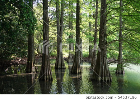 龍貓和自然森林 54537186