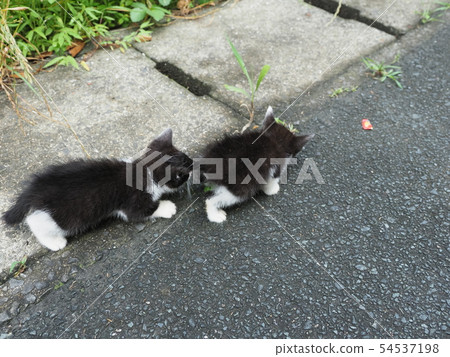 Kitten / stray cat Kitten / stray cat 54537198