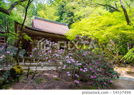 奈良婦女的高野新鮮的綠色Murouji寺廟主殿前面的寺廟 54537499