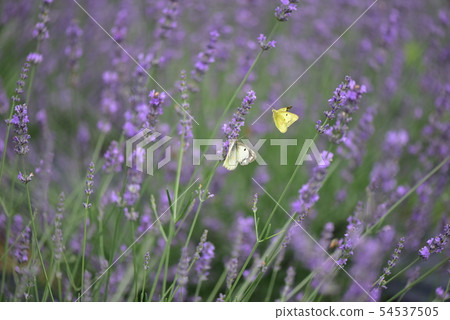 一個對在淡紫色領域的黑脈金斑蝶飛行 54537505