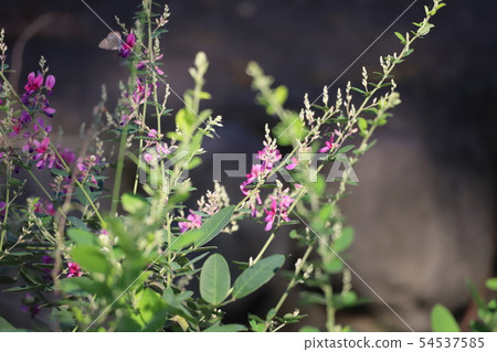 Rose flower 1 Rose flower 1 54537585