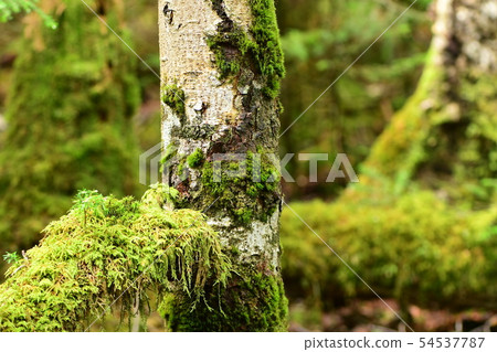 苔蘚森林 54537787