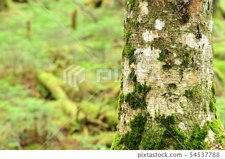 Moss forest Moss forest 54537788