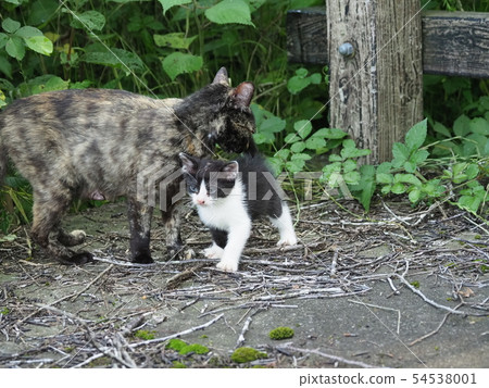 Wild cat, parent and child 54538001