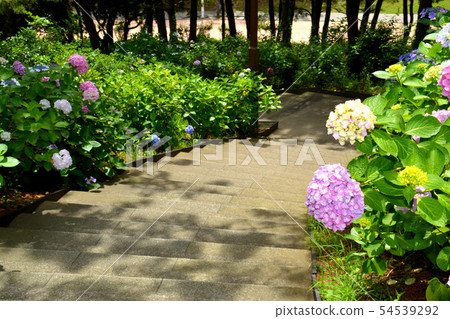 Hakkeijima's hydrangea Hakkeijima's hydrangea 54539292