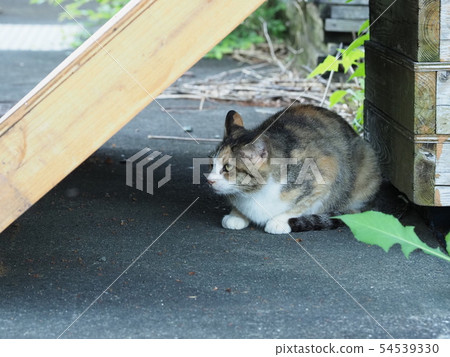 Mikane cat / stray cat Mikane cat / stray cat 54539330