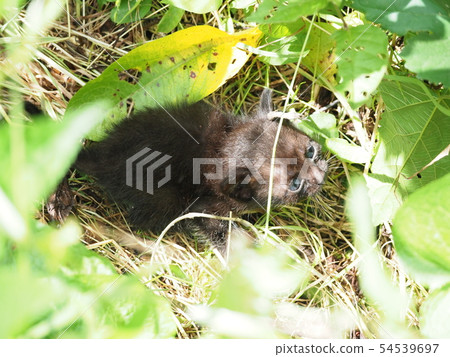 Kitten, stray cat, black cat Kitten, stray cat, black cat 54539697