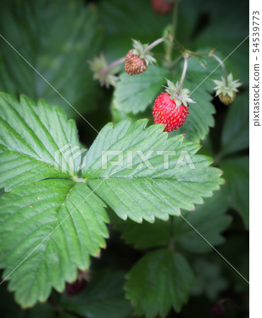 Wild strawberry fruit 54539773