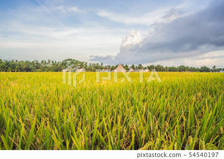 Rice field in sunrise time for background Rice field in sunrise time for background 54540197