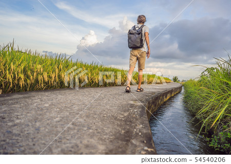 Male tourist with a backpack goes on the rice field Male tourist with a backpack goes on the rice field 54540206