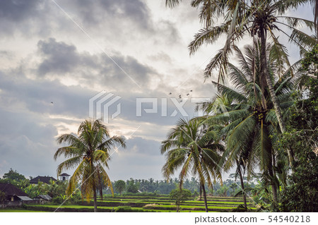 the herons fly over the rice fields the herons fly over the rice fields 54540218