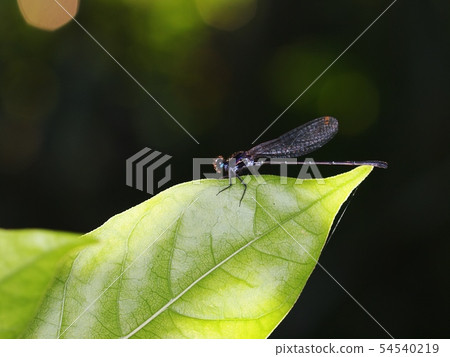 mall tiny dark color dragonfly pin size on a leaf mall tiny dark color dragonfly pin size on a leaf 54540219