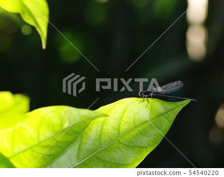 mall tiny dark color dragonfly pin size on a leaf mall tiny dark color dragonfly pin size on a leaf 54540220