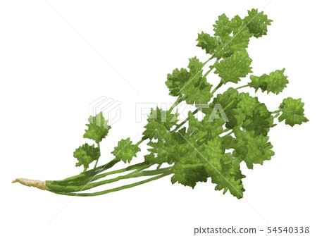 Coriander  54540338