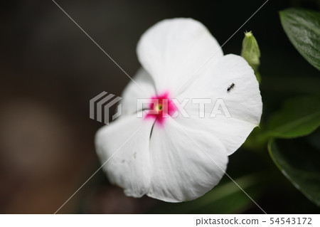 每日草 每日草 54543172