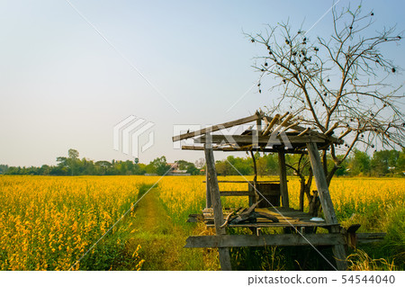 Crotalaria juncea in the field 54544040