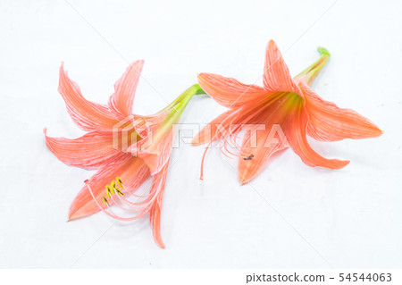 blooming amaryllis flower 54544063