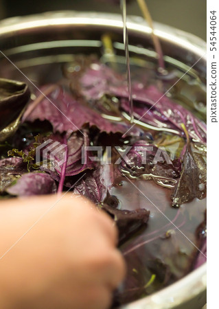 Red perilla Red perilla 54544064