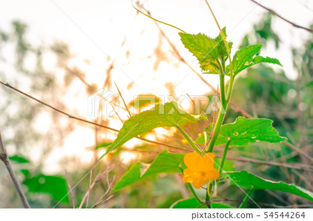 Cucumber flower, Green cucumbers with flowers hang Cucumber flower, Green cucumbers with flowers hang 54544264