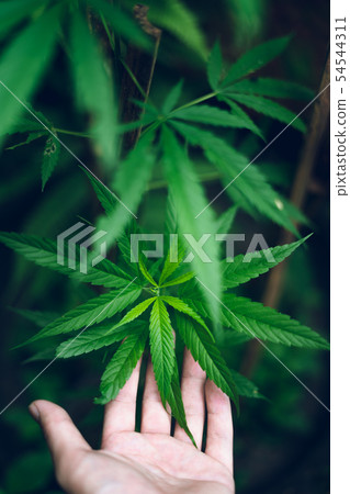 marijuana plant growing outdoors,Hand Holding Mari marijuana plant growing outdoors,Hand Holding Mari 54544311
