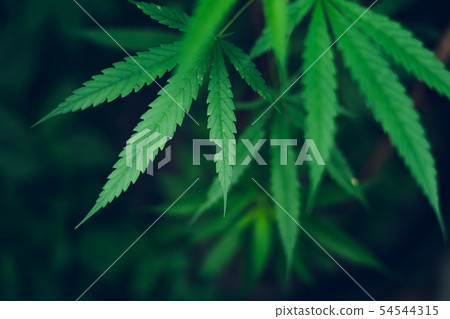 marijuana plant growing outdoors,Hand Holding Mari 54544315