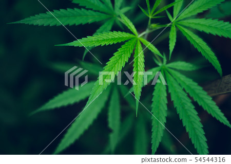 marijuana plant growing outdoors,Hand Holding Mari marijuana plant growing outdoors,Hand Holding Mari 54544316