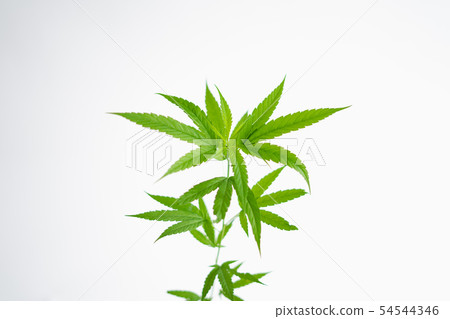 cannabis growth and Tree plant White background 54544346