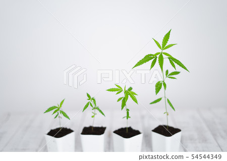 cannabis growth and Tree plant White background cannabis growth and Tree plant White background 54544349