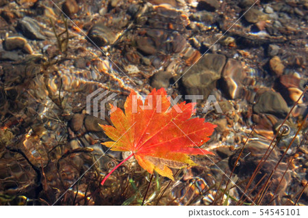 Maple Maple 54545101