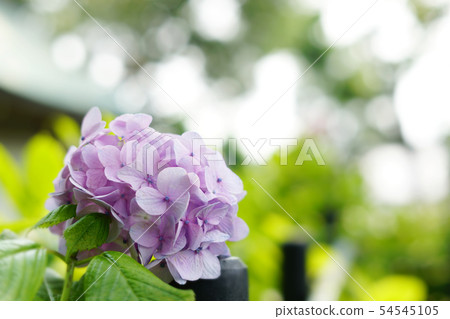 hydrangea   54545105