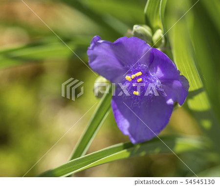 Spiderwort Spiderwort 54545130