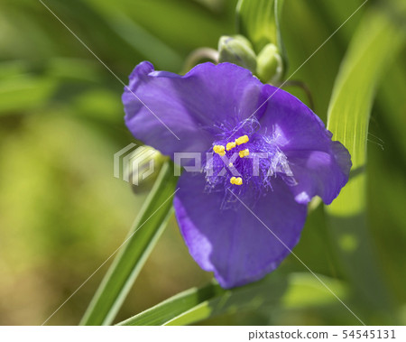 Spiderwort Spiderwort 54545131