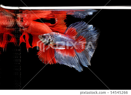 Siamese fighting fish, Betta splendens 54545266