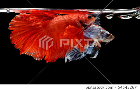 Siamese fighting fish, Betta splendens 54545267