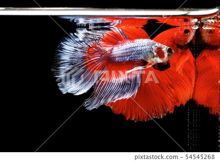 Siamese fighting fish, Betta splendens 54545268