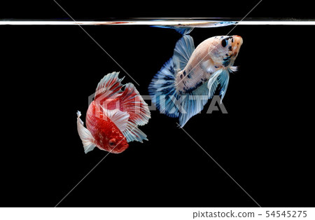 Siamese fighting fish, Betta splendens Siamese fighting fish, Betta splendens 54545275