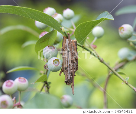 Minor beetle 54545451