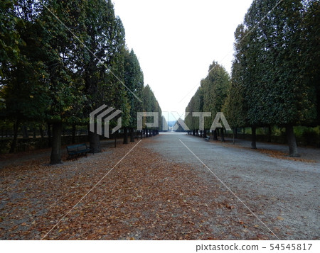 Schoenbrunn palace gardens lined with trees Schoenbrunn palace gardens lined with trees 54545817