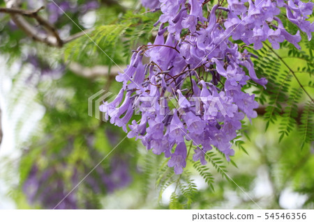 紫色花蘭花楹屬植物 54546356