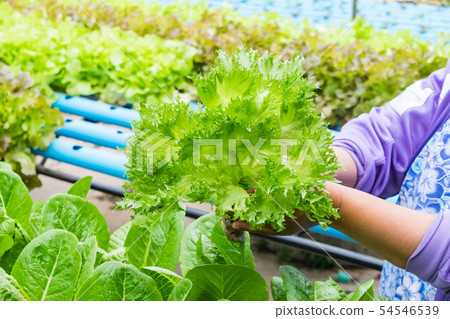 Hydroponics vegetable salad 54546539