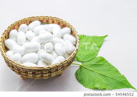 white silk cocoon white silk cocoon 54546552
