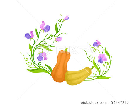 Composition of two pumpkins, leaves, stems and flowers. Vector illustration on white background. 54547212