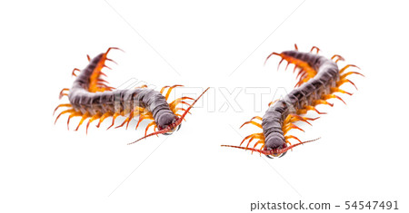 centipede an isolated on white background 54547491