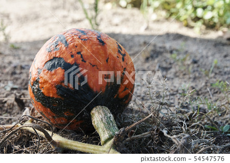 Detail of a ripe pumpkin growing in the field 54547576