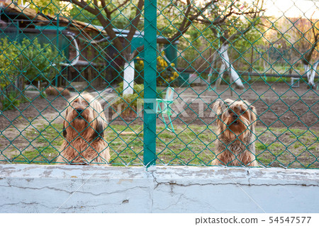 Two watchful and barking dogs behind a fence 54547577