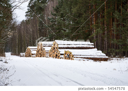 Piles of logs in a snowy winter forest 54547578