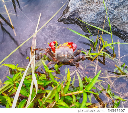 Smile Thief Crab in Oncheoncheon Stream, Suyeong Smile Thief Crab in Oncheoncheon Stream, Suyeong 54547607