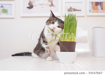 Cat eating cat grass Cat eating cat grass 54547667